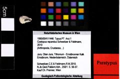 Foto (Objket + Etiketten) von Cracensigillatus acutirostris (Moericke, 1889) 